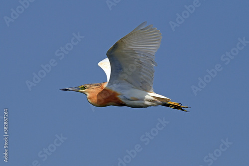 fliegender Rallenreiher (Ardeola ralloides) - flying Squacco heron