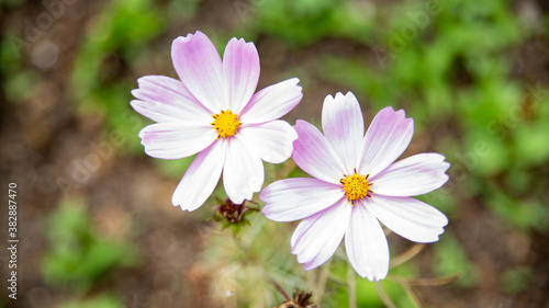 Duo of cosmos  pretty flowers with light pink petals and yellow heart  close-up 