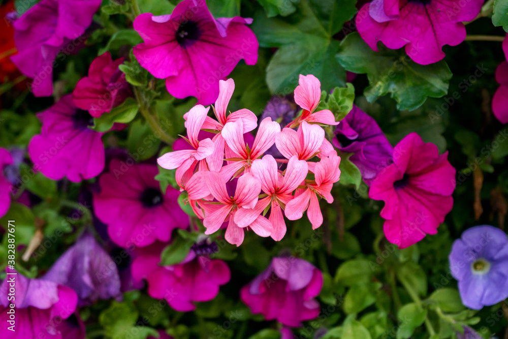 mixed petunia flowers as background growing in summer garden mixed petunia flowers as background growing in summer garden