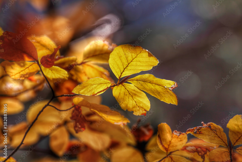 Obraz premium Colorful foliage in the autumn forest. Autumn leaves sky background. Autumn trees leaves in beautiful color.