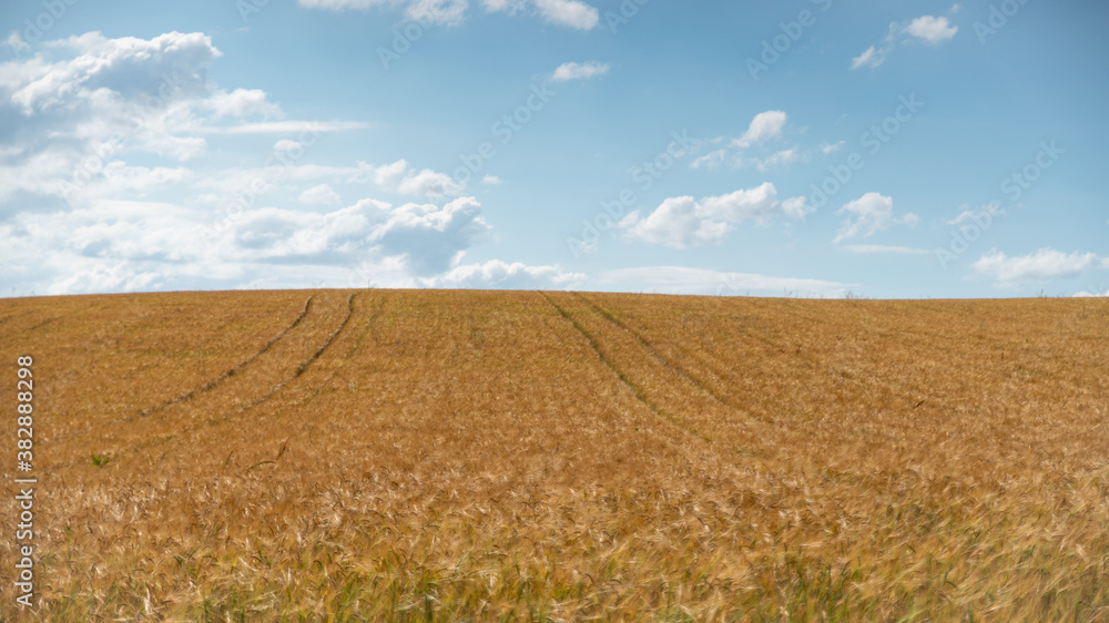 Magnificent view of the crop fields in spring Magnificent view of the crop fields in spring