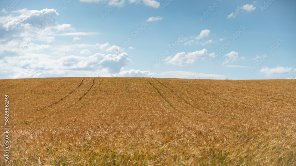 Magnificent view of the crop fields in spring