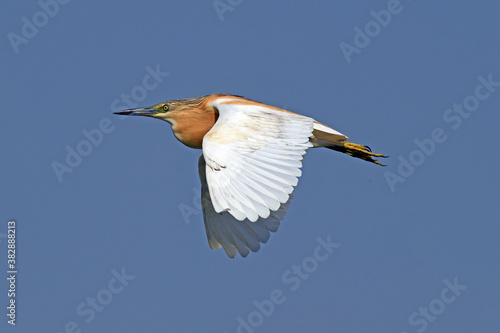 flying Squacco heron / fliegender Rallenreiher (Ardeola ralloides) 