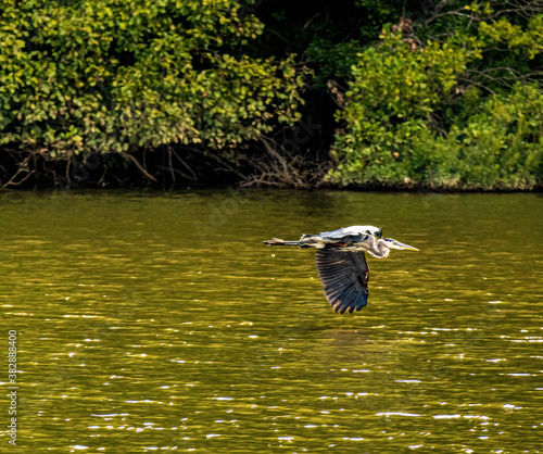A Heron Flies Low over a Lake