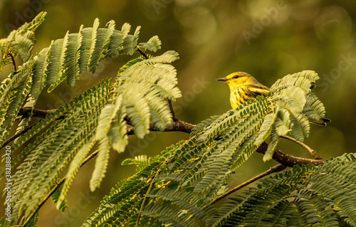 A Cape May Warbler which is a Fall Migrant to the Southeast United States.