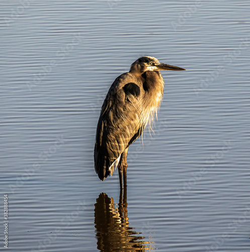 A Great Blue Heron Stands in a Shallow Marsh