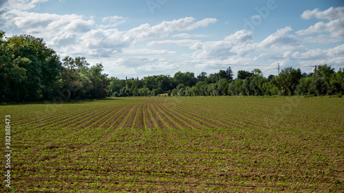Young crops in the fields in spring