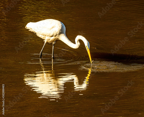 A Great Egret Stares at its Reflection