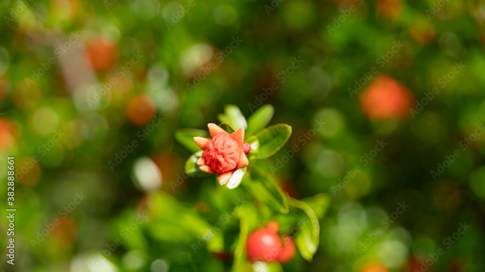 Close-up on a flowering pomegranate tree, in spring Close-up on a flowering pomegranate tree, in spring