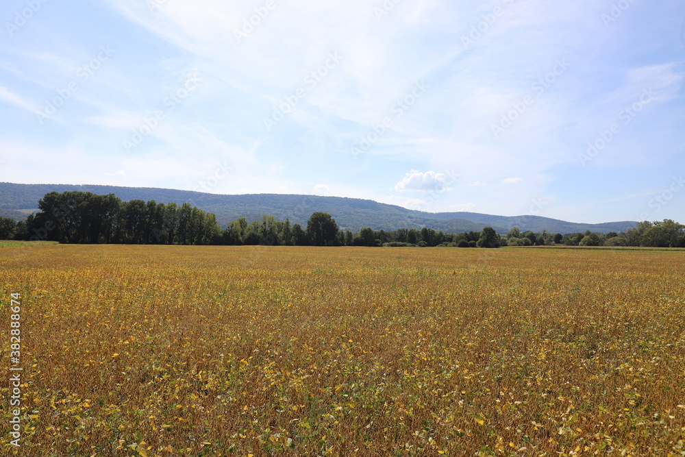 Fototapeta premium Beautiful panoramic view over extensive French bean fields with hills in the background. Photo was taken on a sunny day with a blue sky.