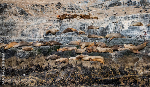 Seals on the Beagle Channel