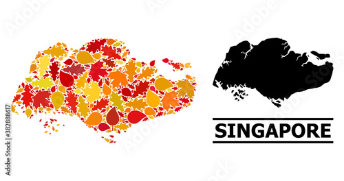 Mosaic autumn leaves and usual map of Singapore. Vector map of Singapore is designed of randomized autumn maple and oak leaves. Abstract territorial plan in bright gold, red,