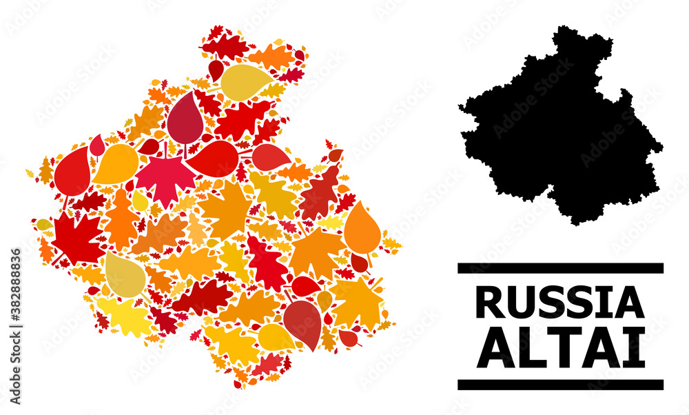 Obraz premium Mosaic autumn leaves and solid map of Altai Republic. Vector map of Altai Republic is done from scattered autumn maple and oak leaves. Abstract territorial scheme in bright gold, red,