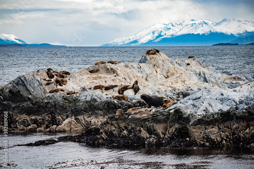 Seals on the Beagle Channel