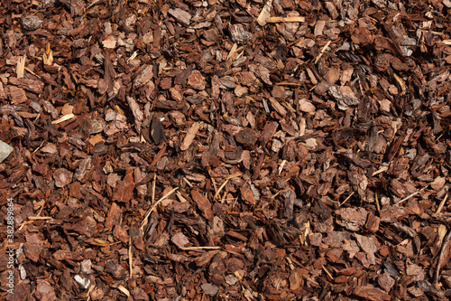 cut pine bark inside an Italian forest