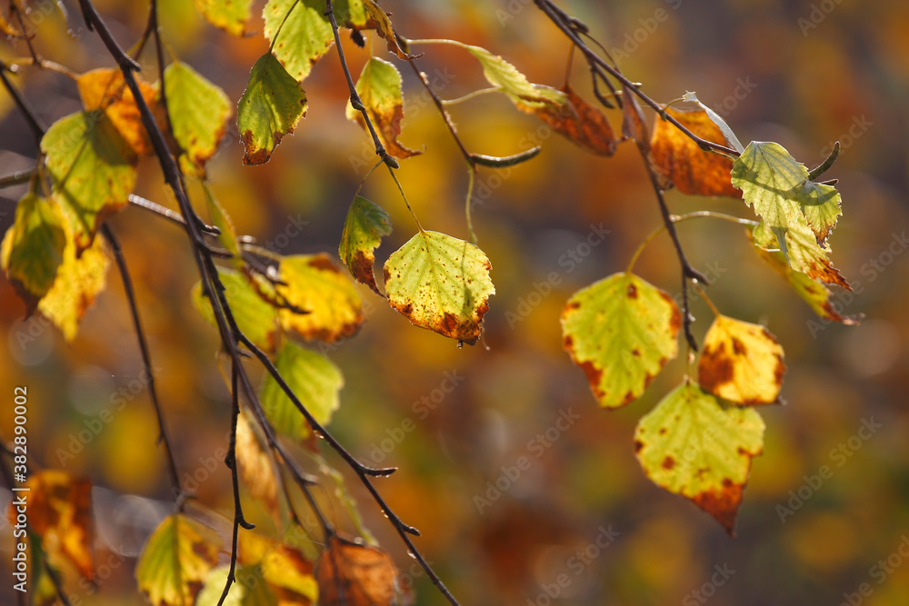 Obraz premium Colorful foliage in the autumn forest. Autumn leaves sky background. Autumn trees leaves in beautiful color.