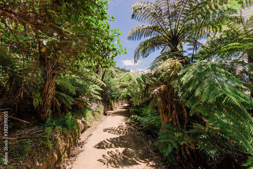 Footpath through tree ferns in New Zealand © amelie