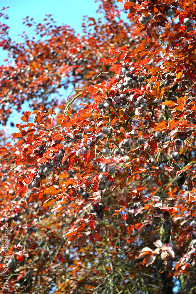 Red-leaved plum, Pissardi variety (Prunus cerasifera var. pissardii). Branches with fruits Red-leaved plum, Pissardi variety (Prunus cerasifera var. pissardii). Branches with fruits