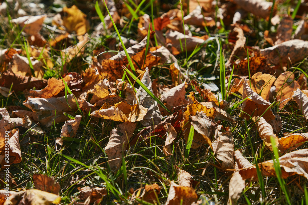 yellowed autumn leaves on green grass