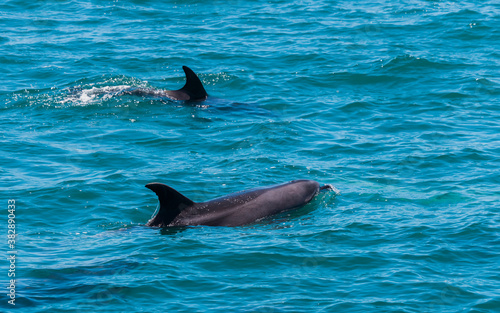 Pair of dolphins in Bay of Islands, New Zealand