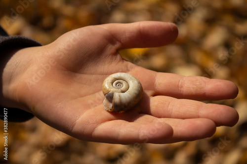 Snail shell on a child's hand