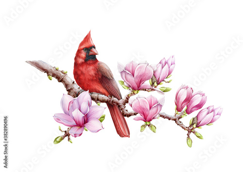 Fotografie Red cardinal bird with magnolia flowers watercolor illustration