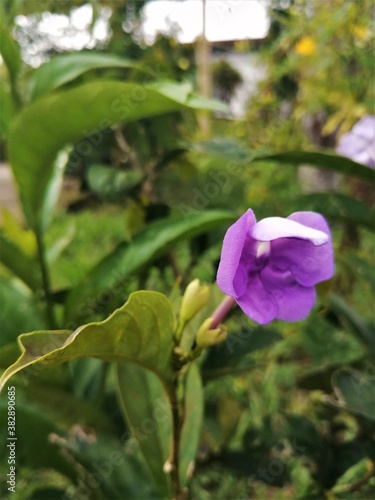 Flor morada