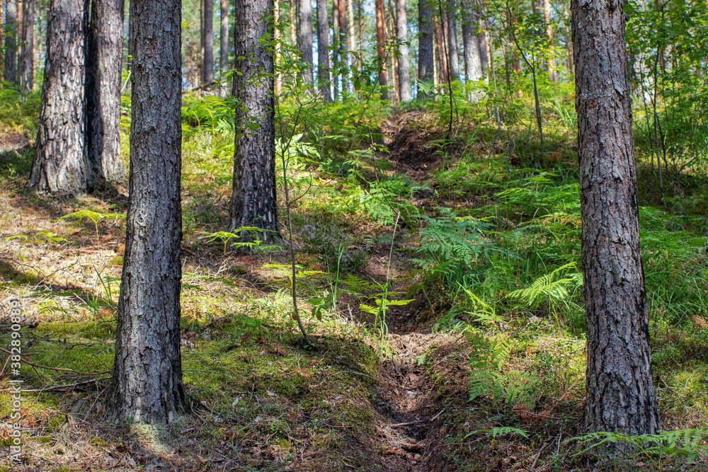 Summer landscape sketches from a pine forest Summer landscape sketches from a pine forest