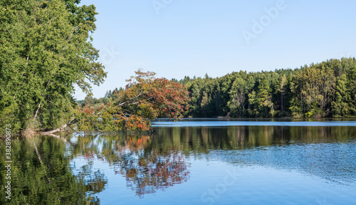 Autumn scenery of pond with fallen tree over blue rippled surface and green forest on bank. Common beech with mirroring red colored leaves on shiny water. Large fishpond near Smyslov in South Bohemia.