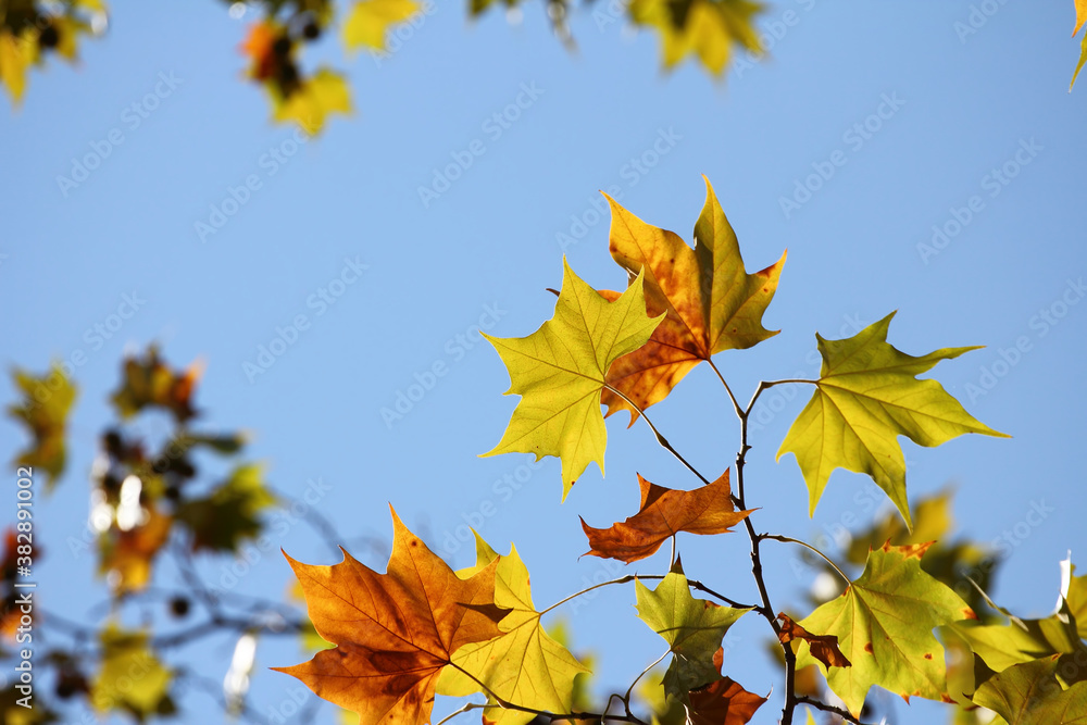 Obraz premium Colorful foliage in the autumn forest. Autumn leaves sky background. Autumn trees leaves in beautiful color.