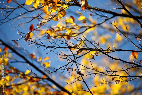 Colorful foliage in the autumn forest. Autumn leaves sky background. Autumn trees leaves in beautiful color. © photokrle