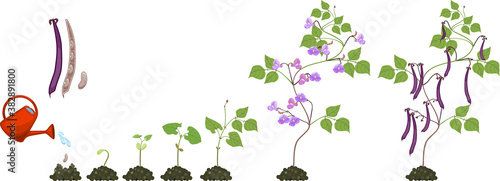 Life cycle of bean plant. Growth stages from seeding to flowering and fruiting plant isolated on white background