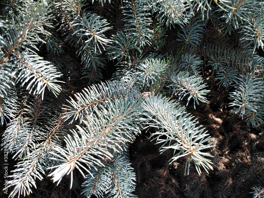 Branches of blue and green spruce. Coniferous needles.