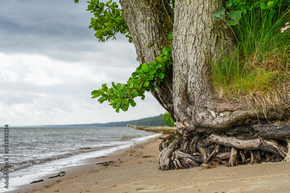 a living tree with washed roots on the shore of the Baltic Sea a living tree with washed roots on the shore of the Baltic Sea