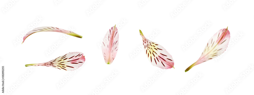 Set of pink alstroemeria petals