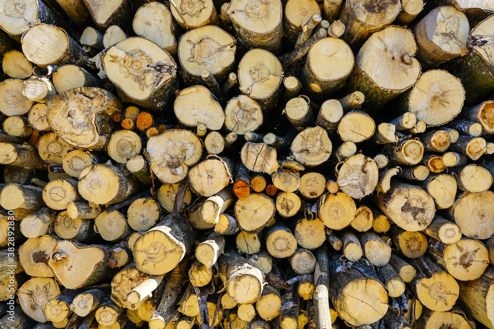 deforestation area, stack of cutted trees ready for transportation deforestation area, stack of cutted trees ready for transportation