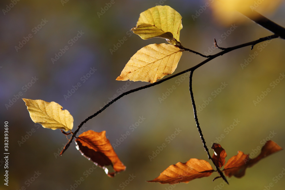 Obraz premium Colorful foliage in the autumn forest. Autumn leaves sky background. Autumn trees leaves in beautiful color.