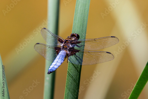 Libelle Großer Blaupfeil photo