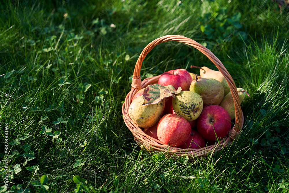 Fresh organic apples and pears in beautiful wicker basket in high grass with clover Fresh organic apples and pears in beautiful wicker basket in high grass with clover