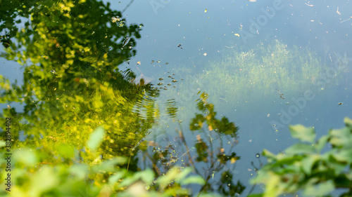 
Reflections of a tree in the water, and a pretty plant at the bottom of the pond, in spring