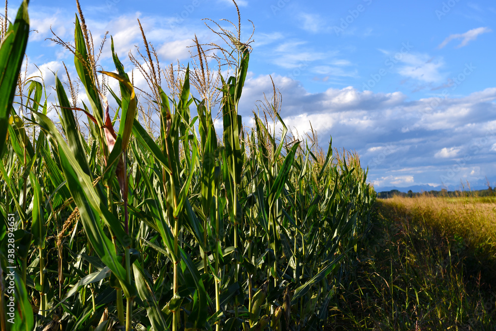Fototapeta premium grass and sky