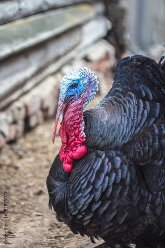 Live Turkey in the barnyard during the day. Thanksgiving day