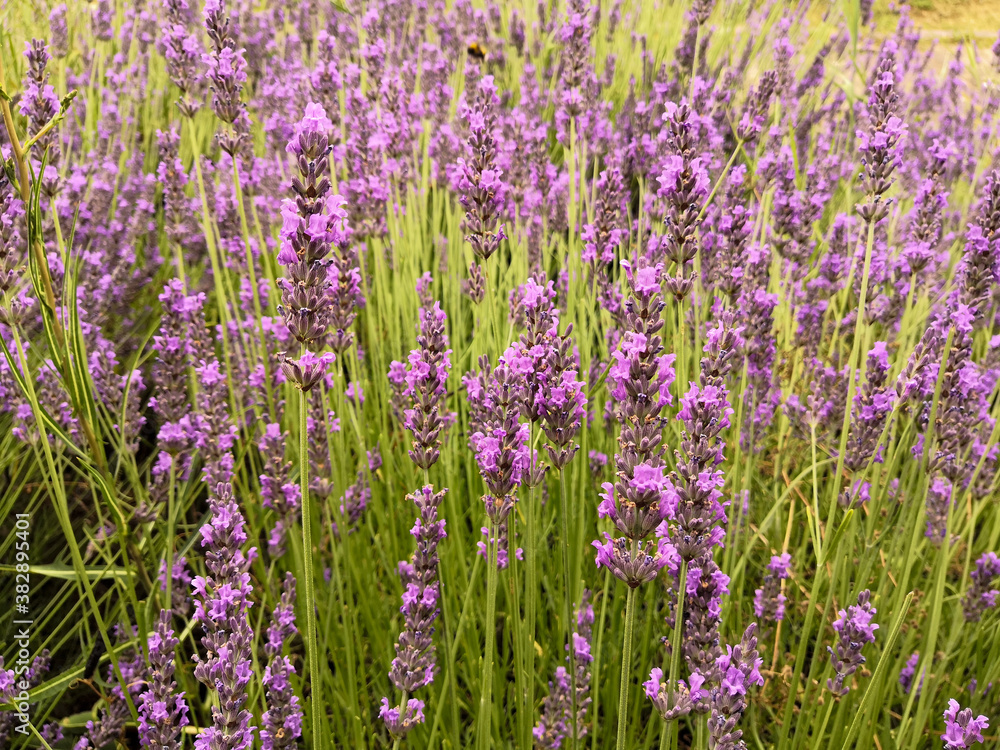 
Close-up on a lavender plant