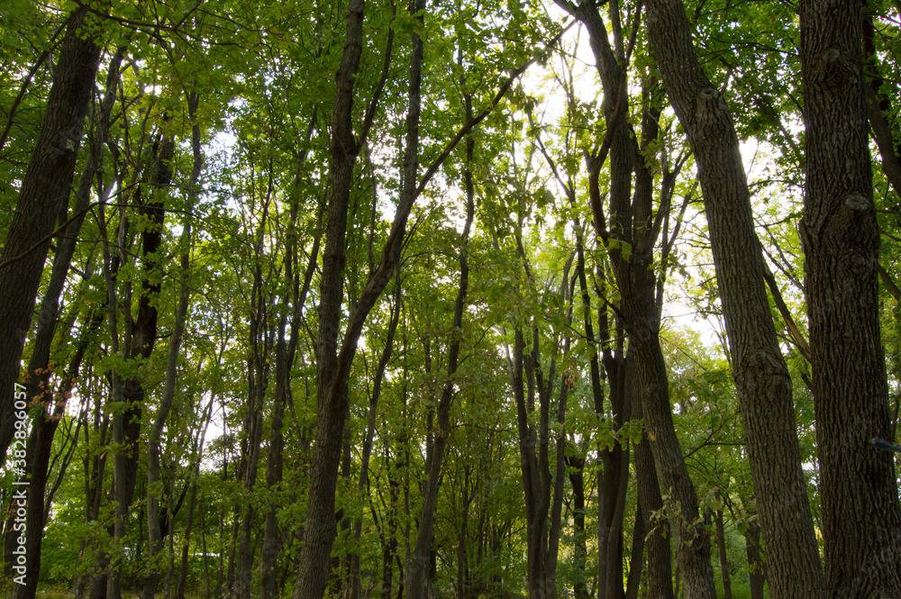 green forest green forest