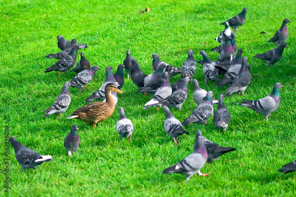 Fototapeta premium pigeons and duck on the grass