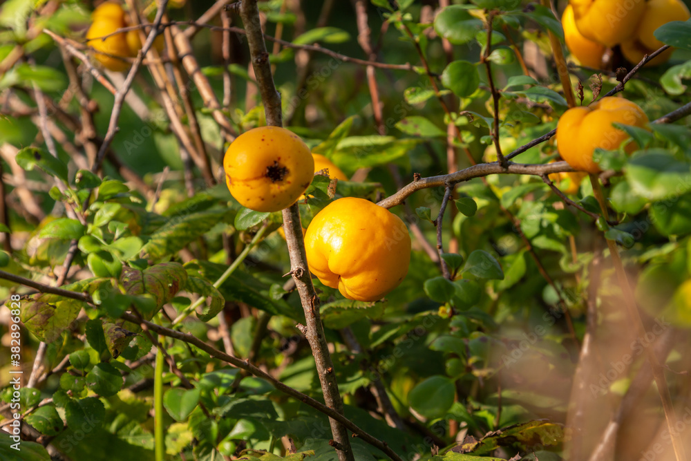 Ripe quinces in the bushes. Quince harvest time