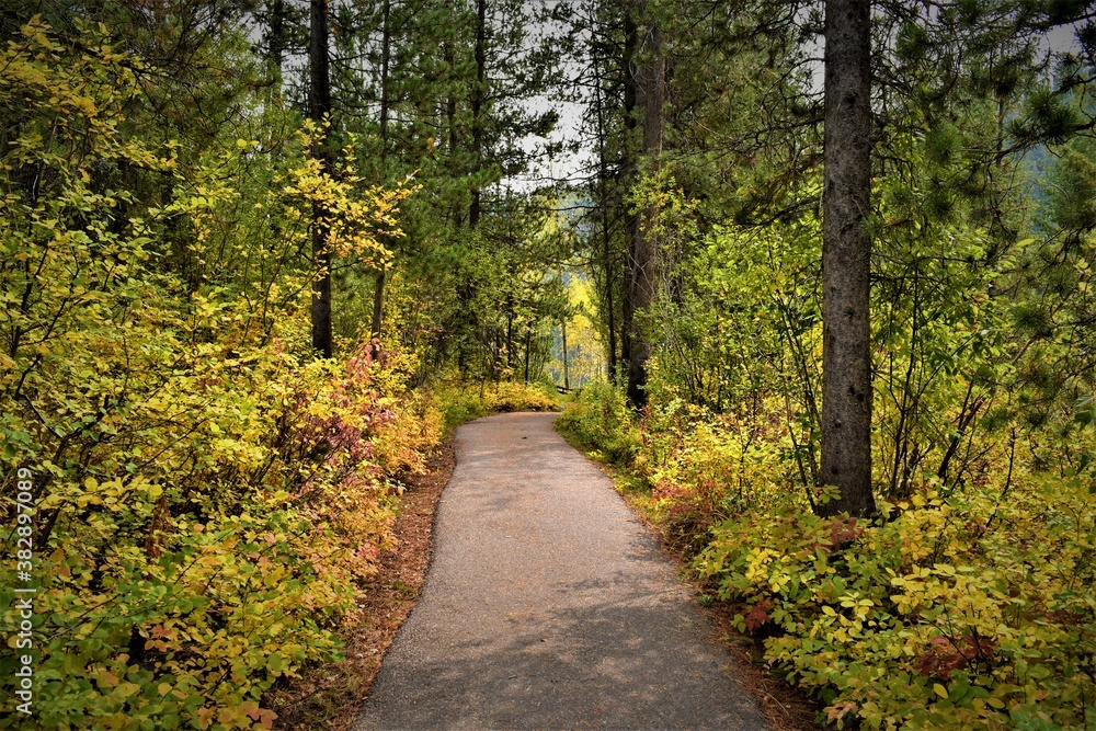 Obraz premium path in the woods