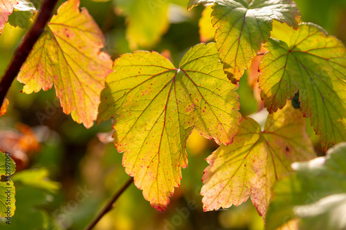 Autumn leaf background. The approach of autumn