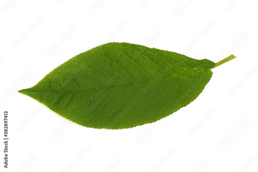 Obraz premium Bird cherry tree leaf isolated on a white background