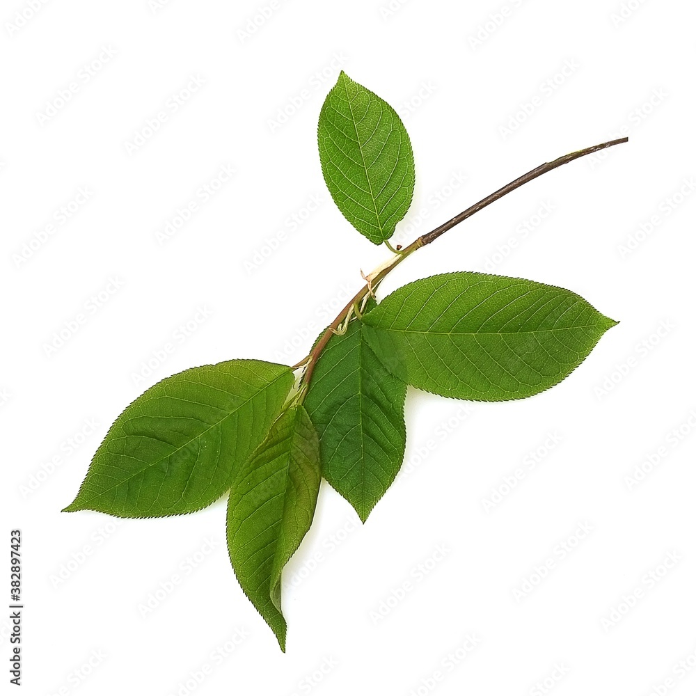 Naklejka premium Bird cherry tree leaves isolated on a white background